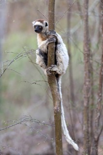 Verreaux's sifaka (Propithecus verreauxi) from Berenty Reserve, southern Madagascar