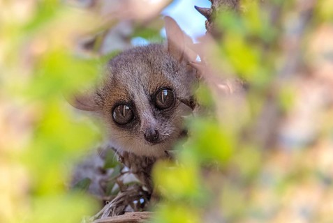Reddish-gray mouse lemur (Microcebus griseorufus) from berenty Reserve, southern Madagascar