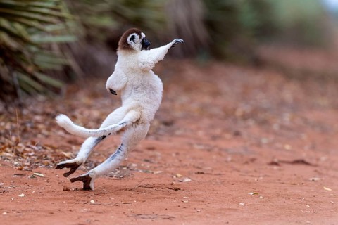 Verreaux's sifaka (Propithecus verreauxi) crossing a road with it's special dancing motions. Here