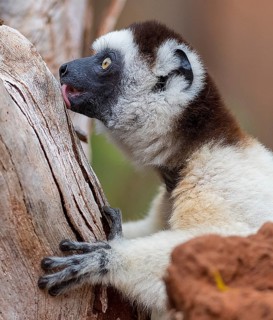 Verreaux's sifaka (Propithecus verreauxi) feeding in Berenty Reserve, southern Madagascar