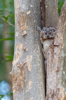 White-footed sportive lemur (Lepilemur leucopus) from berenty Reserve, southern Madagascar