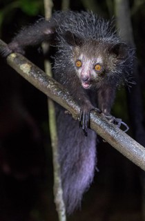 Aye-Aye (Daubentonia madagascariensis) in its natural habitat in Madagascar