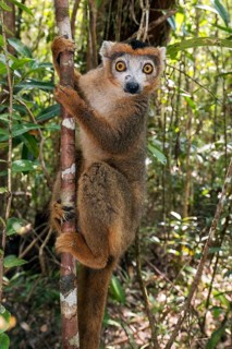 Male of crowned lemur (Eulemur coronatus) at Palmarium, eastern Madagascar