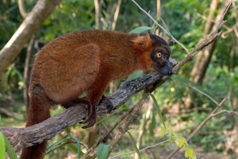 Hybrid between black lemur (Eulemur macaco) and crowned lemur (Eulemur coronatus) at Palmarium