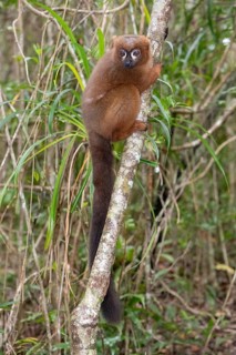 Red-bellied lemur (Eulemur rubriventer) in the forest of Palmarium Resort, Madagascar, Africa