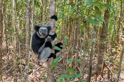 Indri (Indri indri) in the forest at Palmarium Nature Reserve, Madagascar, Africa