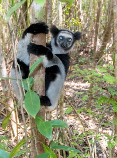Indri (Indri indri) in the forest at Palmarium Nature Reserve, Madagascar, Africa