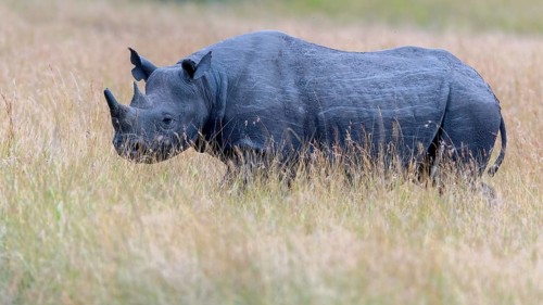 Black rhino (Diceros bicornis) on the savannah of Maasai Mara, Kenya, Africa