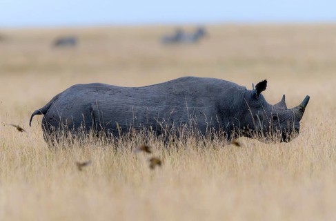 Black rhino (Diceros bicornis) on the savannah of Maasai Mara, Kenya, Africa