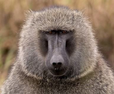 Portrait of the savannah baboon (Papio anubis) from Maasai Mara, Kenya, Africa