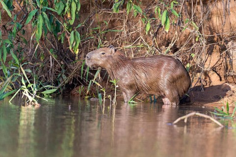Capybara (Hydrochoeris hydrochaeris) on the banks of Cuiaba River, Pantanal, Brazil, South America