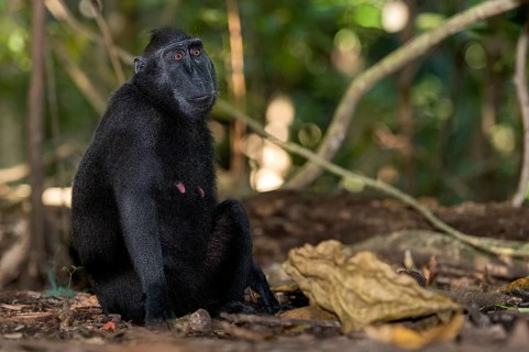 Crested Black Macaques (Macaca nigra) in Tangkoko Nature Reserve, northern Sulawesi, Indonesia,