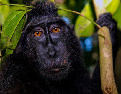 Portrait of Crested Black Macaques (Macaca nigra) in Tangkoko Nature Reserve, northern Sulawesi,