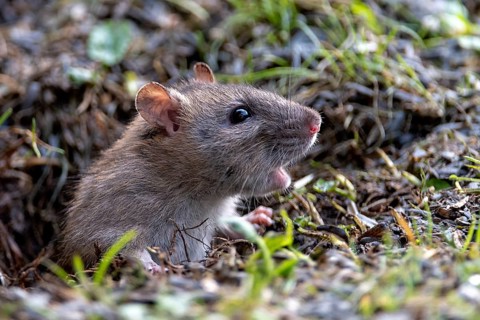 Brown rat (Rattus norwegicus) emerging from it's burrow in south-western Norway