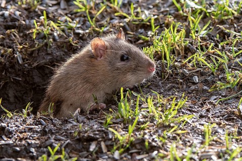 Brown rat (Rattus norwegicus) emerging from it's burrow in south-western Norway