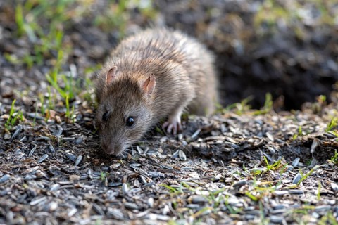 Brown rat (Rattus norwegicus) from south-western Norway