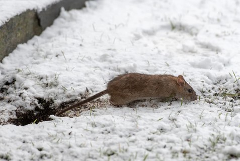 Brown rat (Rattus norwegicus) feeding in winter. Photo from south-western Norway