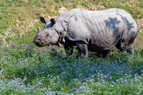 Indian rhinoceros (Rhinoceros unicornis) feeding on flowers in Kaziranga National Park, Assam,