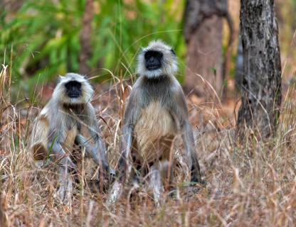 Pair of gray langur (Semnopithecus dussumieri) from Pench National Park, Madhya Pradesh, India,
