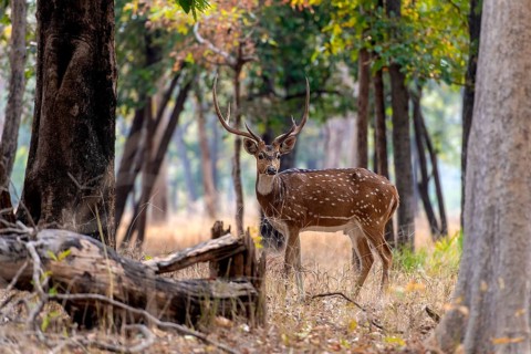 Male spotted deer (Axis axis) from Pench National Park, Madhya Pradesh, India, Asia