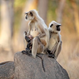 Pair of gray langur (Semnopithecus dussumieri) with new-born in Pench National Park, Madhya