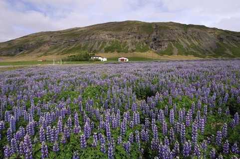 Field of lupins planted to combat soil erosion at Hamar, on Hamarsfjordur in the East Fjords region