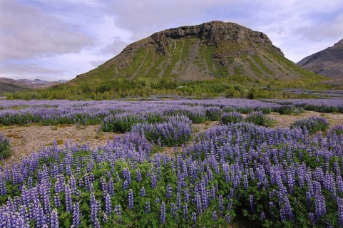 Field of lupins planted to combat soil erosion at Hamar, on Hamarsfjordur in the East Fjords region