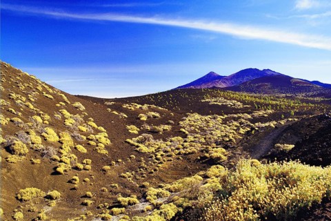 Desert foothills with yellow scrub growing, below Mount Teide (3718m) in the Mt Teide National