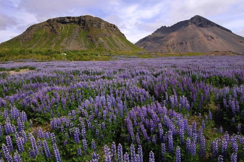 Field of lupins planted to combat soil erosion at Hamar, on Hamarsfjordur in the East Fjords region