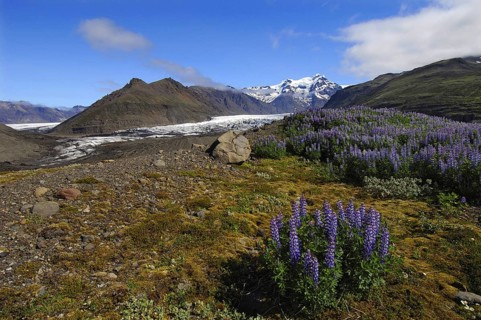 Lupins grow in profusion on the terminal moraine of the Svinafell glacier below the Hafrafell and