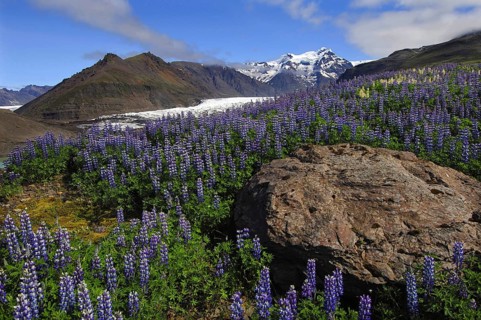 Lupins carpet the terminal moraine of the Svinafell glacier below the Hafrafell and Svinafell