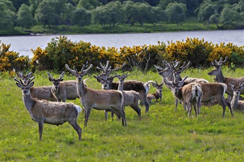Herde Rothitsche in Schottland | Herd of red deer stags with their antlers in velvet along the side