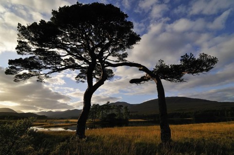Silhouetted pine-trees and hills around Loch Tulla, Rannoch Moor, Scottish Highlands, UK