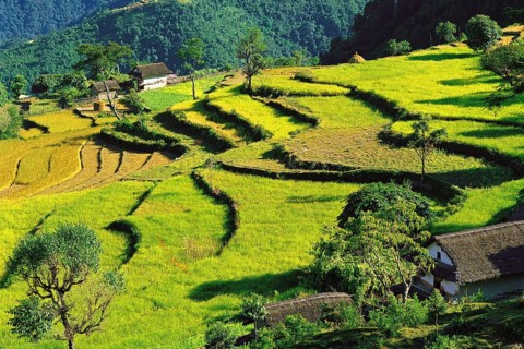 Terraced fields of rice step down a hillside near the village of Sinam in the foothills of the