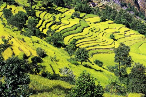 Terraced fields of rice step down a hillside near the village of Sinam in the foothills of the