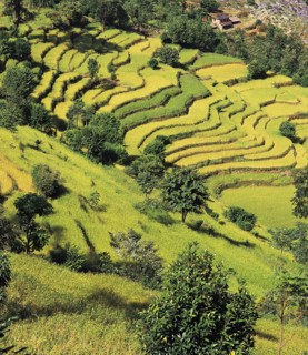 Terraced fields of rice and barley step down a hillside near the village of Sinam in the foothills
