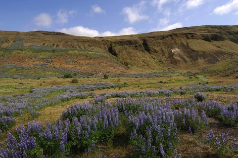 Lupin-filled valley at Stong, Pjorsardalur, south-central Iceland