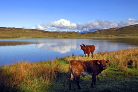 The traditional black cattle of the Scottish Highlands along the shores of Loch Meodal on a calm