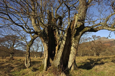 Massive cracked willow in open landscape with other more distant trees and low hills, near Killin,