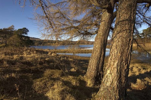 A group of bare larch trees under a deep blue winter sky along the southern shores of Loch Tulla,