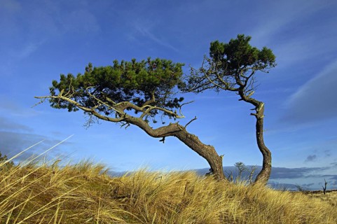 Gaunt and twisted Scots pines in an open grassy landscape against a background of blue sky, near