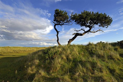 Twisted Scots pines in grassy dunes with bent-grass under an evening sky, near Golspie, Sutherland,