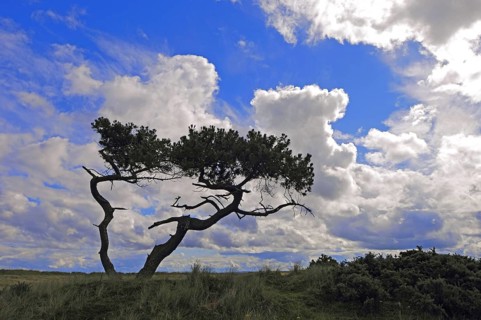 Stunted Scots pines in an open savannah-type of landscape under a summer sky, near Golspie,