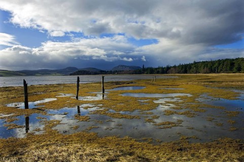Remnants of an old fenceline step along through water-meadows on the shores of Loch Fleet with