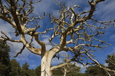 Bare and twisted Scots pine trees against a background of pine forest and blue sky at Little Ferry,