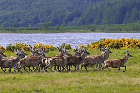 Herde Rothitsche in Schottland | Herd of red deer stags with their antlers in velvet along the side