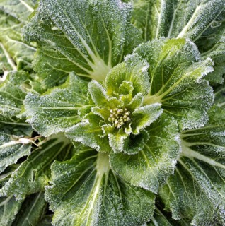 Close-up of frost on a winter cabbage, Killin, Perthshire, Scotland, UK