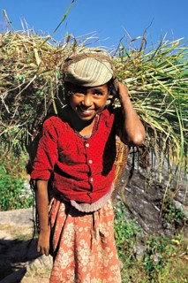 Smiling Bhote girl carries fodder for her buffalo home to her village in the Kosi region of east