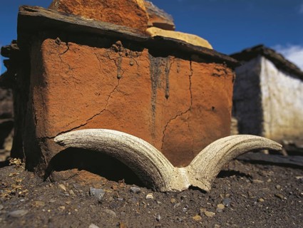 Argali or wild sheep horns left beside a Buddhist shrine or chorten at Jharkot in the Mustang