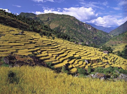 Terraced fields of rice and barley step down a hillside near the village of Sinam in the foothills